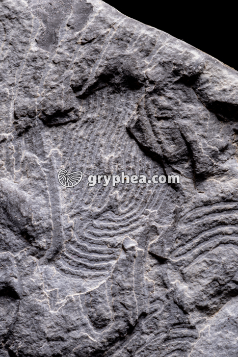 Helmintoïdes - Traces d'Helmintoïdes dans un schiste - gryphea.org